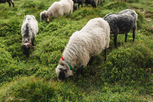 Får på en äng på grönt gräs. Flock av får betar i en kulle. Europeiska berg traditionell herde på hög höjd fält, vacker natur — Stockfoto