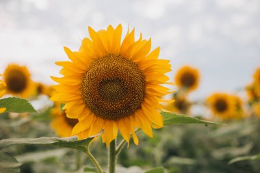 Ayçiçeği açan, çiçek açan doğal arka plan. Tarım zamanı tarım petrol üretimini hasat etmek.