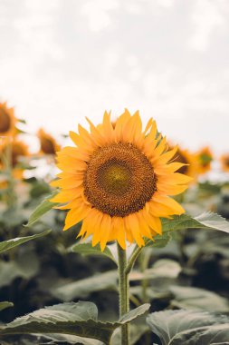 Ayçiçeği açan, çiçek açan doğal arka plan. Tarım zamanı tarım petrol üretimini hasat etmek.