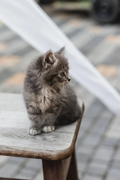 나무 의자에 앉아 편안하게 쉬고 있는 푸른 눈을 가진 귀여운 회색 고양이, 클로즈업 — 스톡 사진