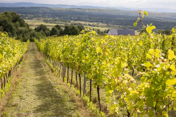 Vineyards with grapevine for wine production near a winery. Grape field growing for wine. Summer scenery. Nature mountains background with wine yard in autumn harvest — Stock Photo, Image