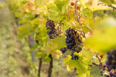 Şarap bahçesindeki şarap stoğunda kırmızı üzüm. Kırmızı şarap üretmek için organik üzüm bağı çiftliğine ekiliyor.