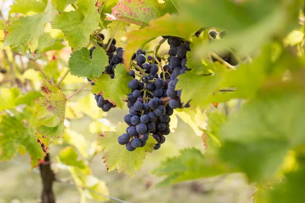 Cépages rouges sur pied de vigne au vignoble. Plantation dans la ferme viticole biologique pour produire le vin rouge — Photo