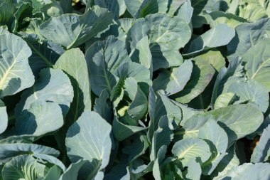 Bahçede yeşil lahana yetişiyor. Tarım. Sağlıklı gıda konsepti. Bitkinin yetiştirilmesi. Organik tarım. Üst görünüm