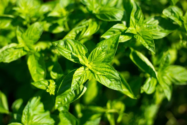 Tanaman hijau kemangi manis tumbuh di kebun. Nama botani adalah Ocimum basilicum. Organic Basil Plant Siap untuk memasak, konsep makanan sehat, top view. Pertanian organik. — Stok Foto