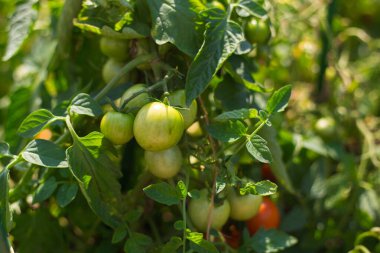 Dal üzerinde yeşil yapraklı yeşil domatesler büyüyor. Eko ürün