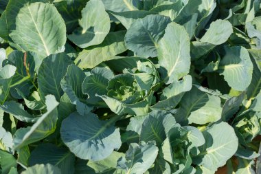 Bahçede lahana yetişiyor. Tarım. Sağlıklı gıda konsepti. Bitkinin yetiştirilmesi..