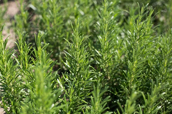 新鮮なローズマリーハーブは屋外で成長します 植物調理する準備ができて 健康的な食品の概念は トップビュー 有機農業 — ストック写真