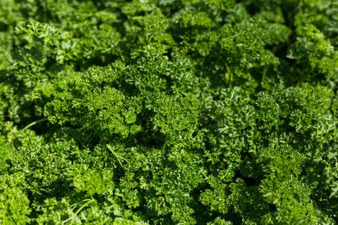 Kıvırcık Maydanoz bahçede yetişiyor. Beslenme için baharatlı bitki Petroselinum gevreği, alternatif tıp ve kozmetolojide kullanılır