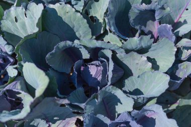 Bahçede mor lahana yetişiyor. Tarım. Sağlıklı gıda konsepti. Bitkinin yetiştirilmesi..