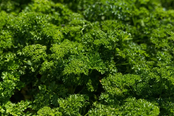 Curly Peterselie Groeit Tuin Kruid Petroselinum Crispum Voor Voeding Gebruik — Stockfoto