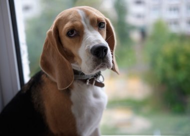 köpek doğurmak beagle