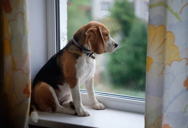 Köpek pencereden dışarı bakarak,