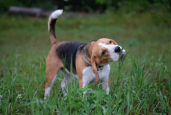 Beagle ot yiyor
