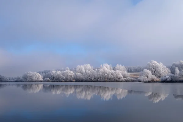 Inverno árvores do lago na costa — Fotografia de Stock