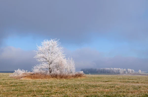 Arbres couverts de neige au milieu du champ — Photo