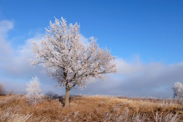 Baum im Frost auf dem Hügel — Stockfoto