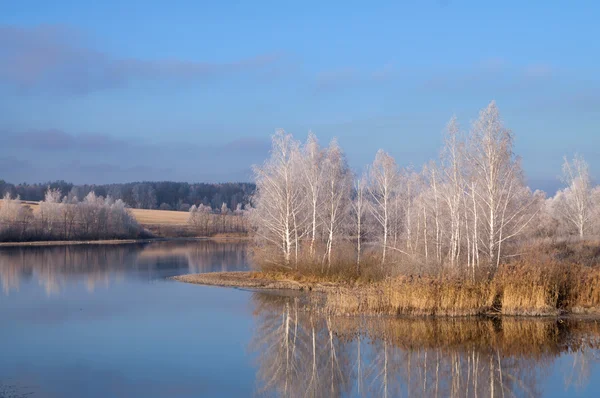 Снежные деревья у озера — стоковое фото