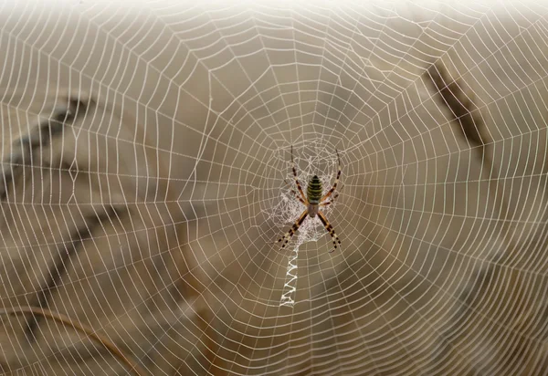 Pająk w web zbliżenie — Zdjęcie stockowe