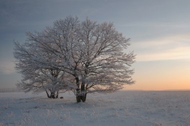 Ağaçlar, frost ile kaplı bir alanda. Güneş günbatımı, kış