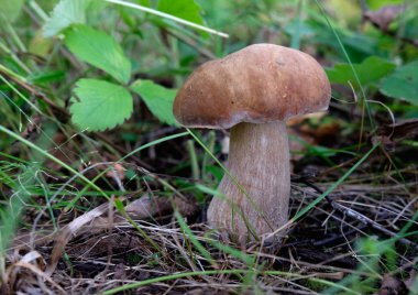 Ormanda beyaz mantar çörek