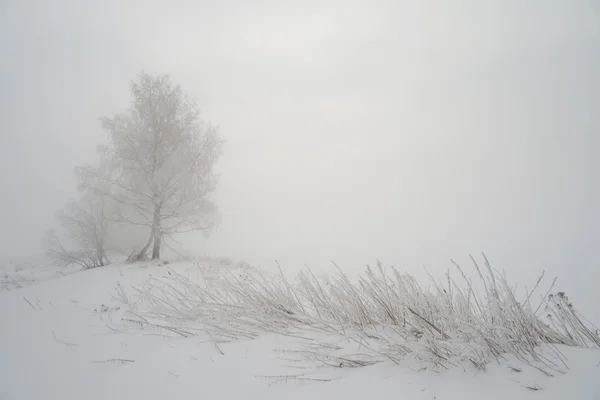 Árbol cubierto de nieve en la niebla — Foto de Stock