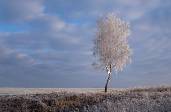 Karla kaplı huş ağacı bir karlı alanda — Stok fotoğraf