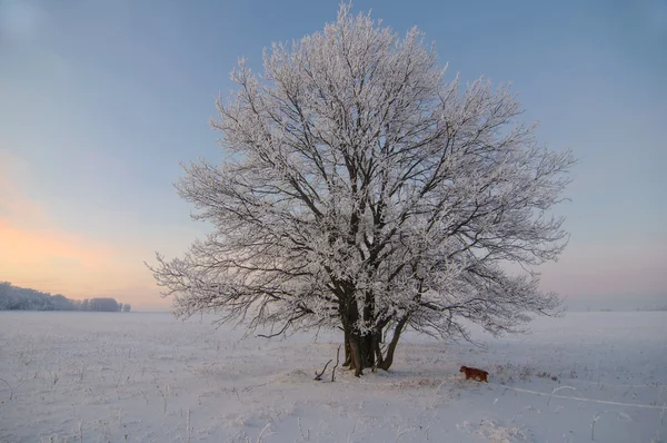 Cão caminhando no campo nevado — Fotografia de Stock