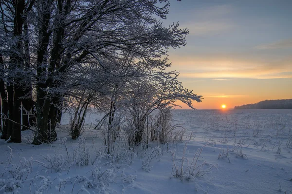 Paisaje Invernal Con Árboles Puesta Sol — Foto de Stock