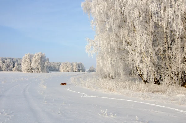 Χειμερινό Τοπίο Δέντρα Και Ένας Σκύλος — Φωτογραφία Αρχείου