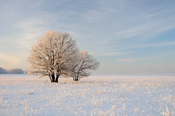 Gruppe Isolierter Bäume Die Auf Dem Feld Stehen Winter Abend — Stockfoto