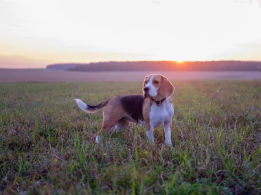 Köpek Beagle batan güneşin fon