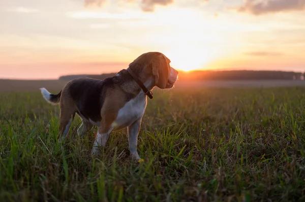 Dog Beagle sur la toile de fond du soleil couchant — Photo