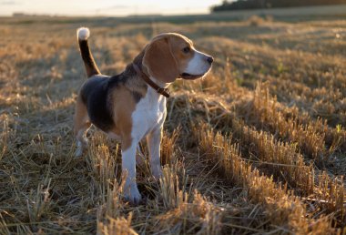 Beagle bir yürüyüş