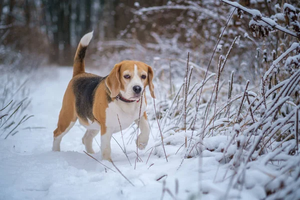 Bonito Cão Beagle Passeio Parque Inverno Nevado — Fotografia de Stock