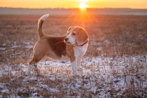 Cão Bonito Raça Beagle Passeio Uma Noite Inverno Contra Fundo — Fotografia de Stock