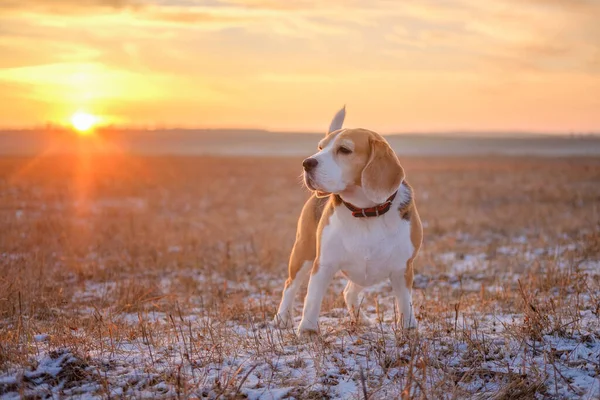 Chien Mignon Race Beagle Sur Une Promenade Lors Une Soirée — Photo