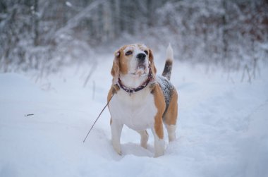 Kışın şiddetli kar yağışında parkta yürüyüş yapan sevimli av köpeği. Kar üzerinde bir av köpeği portresi