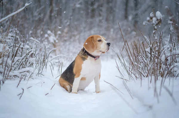Милый Пёс Прогулке Парке Зимой Время Сильного Снегопада Портрет Жука — стоковое фото