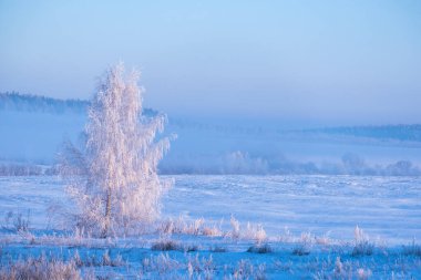 Siste karla kaplı ağaçların manzaralı güzel kış manzarası. Ağaçlarda beyaz don. Şubat 'ta sabah