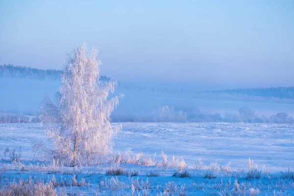 Piękny Zimowy Krajobraz Widokiem Pokryte Śniegiem Drzewa Mgle Biały Mróz — Zdjęcie stockowe