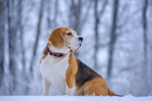 Bonito Cão Beagle Passeio Parque Coberto Neve Inverno Beagle Corre — Fotografia de Stock