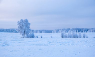 Siste karla kaplı ağaçların manzaralı güzel kış manzarası. Ağaçlarda beyaz don. Şubat 'ta sabah