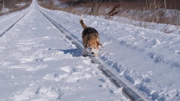 Niedlicher Beagle Hund Der Einem Frostigen Wintertag Auf Den Schienen — Stockvideo