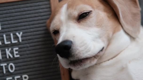 Şirin Köpek Cinsi Köpeği Battaniyenin Altında Yastığın Üzerinde Uyuyor Yanındaki — Stok video