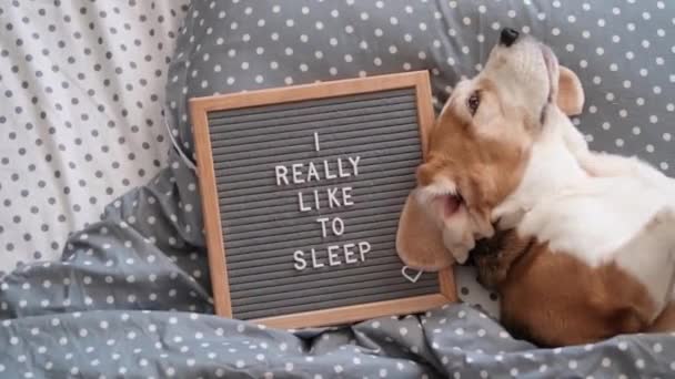 かわいい犬は毛布の下の枕の上で面白い眠りビーグルを繁殖させます 隣には英語の文字が書かれた板があります 私は本当に眠りたい — ストック動画
