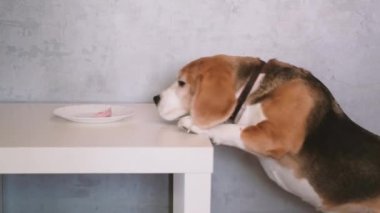 Tatlı köpek cinsi av köpeği masadaki sosisleri çalıyor.