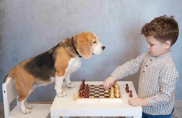 Милый Мальчик Смешной Пёс Играющий Шахматы Столом Комнате Лицензионные Стоковые Изображения