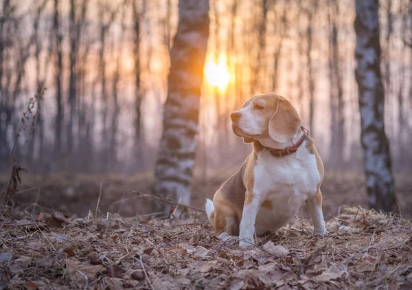 Portrait Chien Aigle Dans Parc Naturel Printemps Lors Une Promenade — Photo