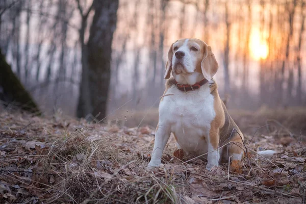 Portrait Chien Aigle Dans Parc Naturel Printemps Lors Une Promenade — Photo